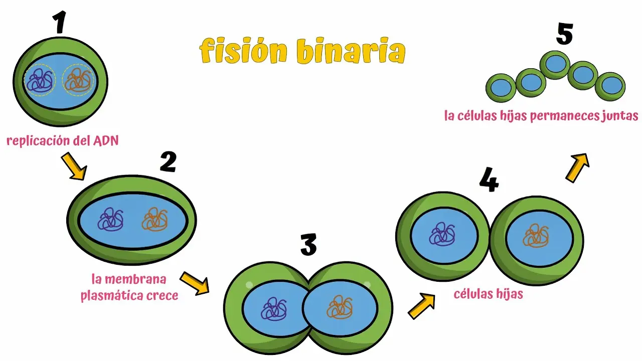 baterias fision binaria - Cómo es el ciclo celular de las bacterias