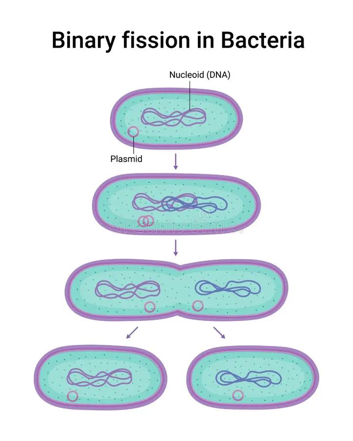baterias fision binaria - Cómo se llaman los organismos procariotas unicelulares que por lo común se multiplican por fisión binaria