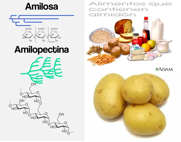 amilosa y amilopectina en el almidon de papa para baterias - Cuál es la diferencia entre amilosa y amilopectina