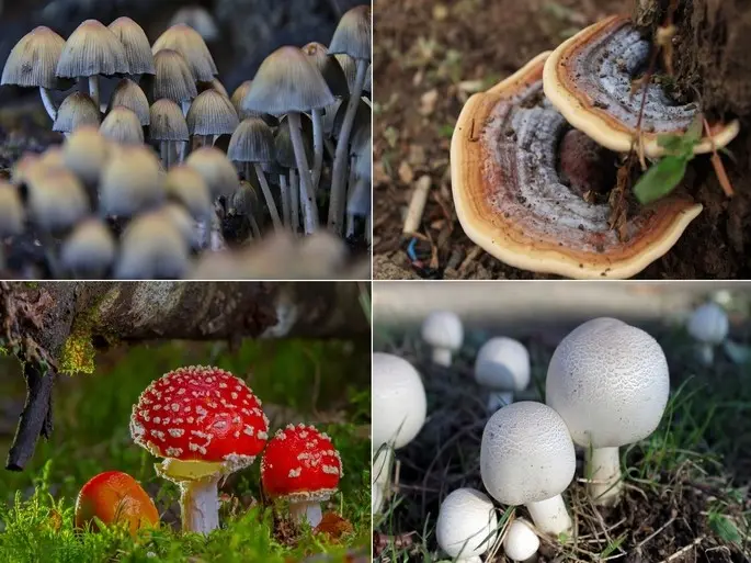 caracteristicas de los hongos y baterias - Cuáles son las características de los hongos y las bacterias