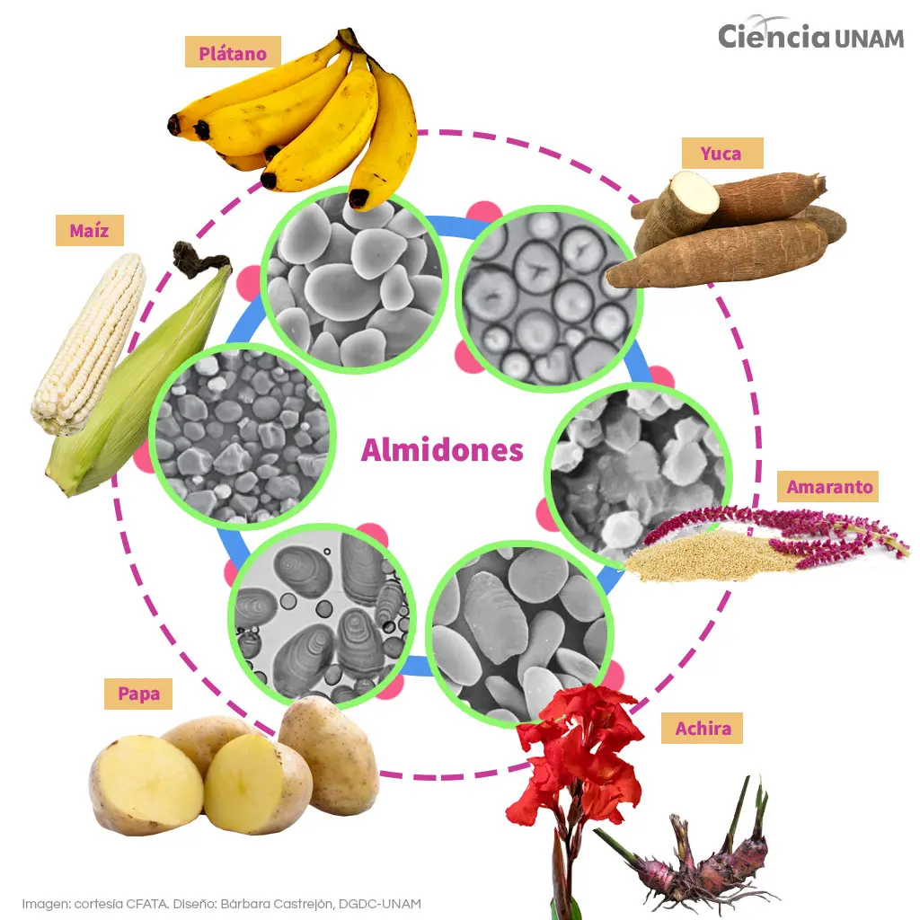 amilosa y amilopectina en el almidon de papa para baterias - Qué contiene el almidón de papa