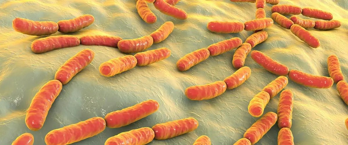 como hecharle acido a las baterias - Qué es el ácido de bacteria